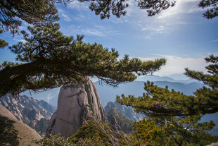 黄山奇峰与苍松美景