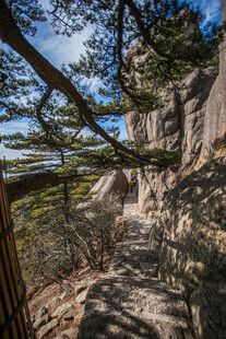 山间松影下的清幽小径