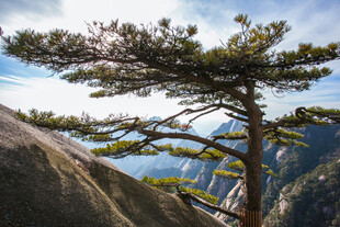 悬崖孤松傲立山川