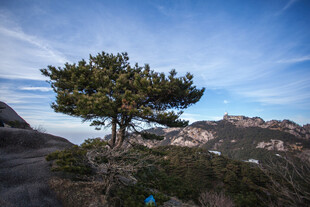 山顶孤松 览壮丽山川