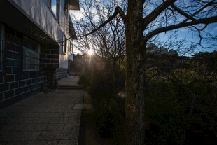 夕阳下的街道与光秃树木