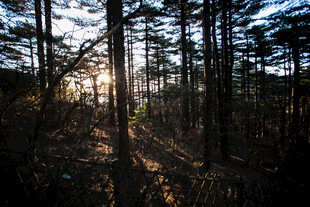 阳光穿透树林的静谧美景