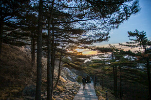 林间小道的美丽自然景色