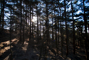 阳光洒落的静谧松树林