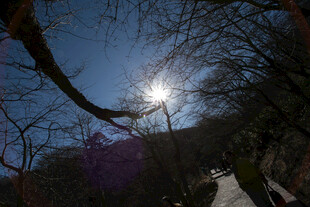 冬日林间阳光穿透树枝