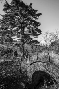 黑白森林中的孤独松树