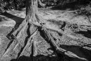 盘根错节的古老树根