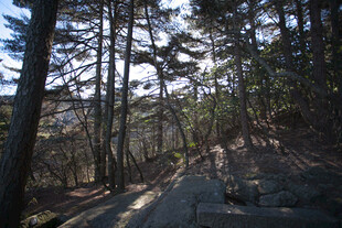 林间小径 静谧自然之景