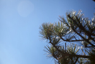 蓝天映衬下的松树梢