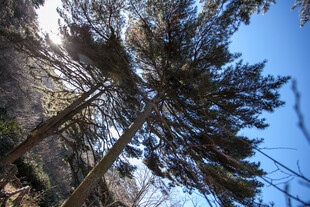 山林间挺拔的树木景观