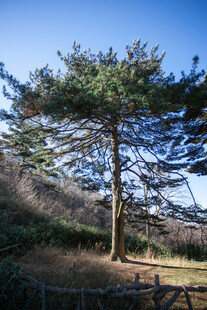 挺拔松树于开阔户外场景