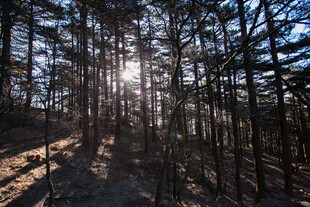 阳光洒落林间的静谧美景