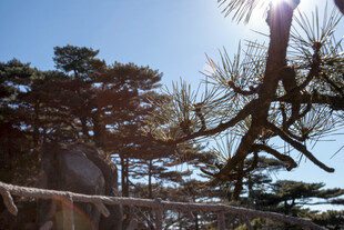 阳光下的松树林景观