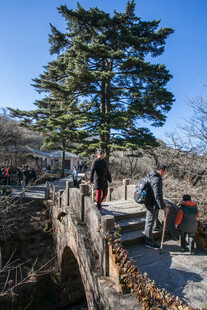 石桥旁的游人与挺拔松树