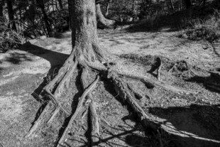 盘根错节的树根特写