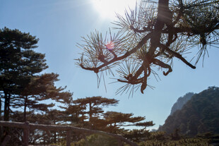 阳光下的苍松与远山