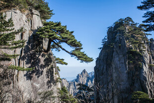 黄山奇峰上的壮美松树