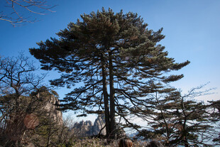 挺拔松树傲立蓝天之下