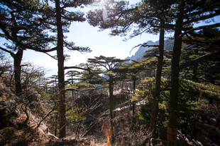 山林间挺拔的松树景观