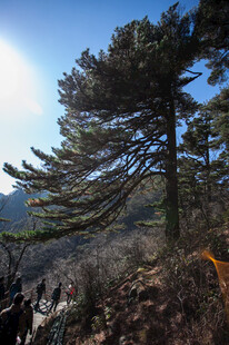 山林松景 自然清新之貌