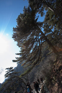 山间徒步的松林美景