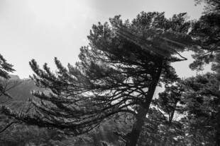 倾斜松树 展现自然力量