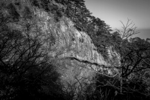 黑白山峦间的草木景致