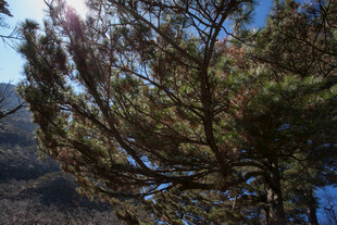 阳光下的松树枝叶