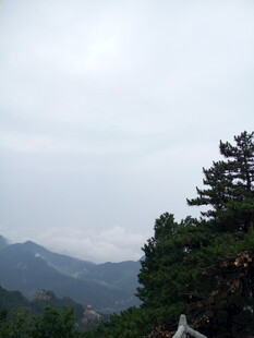 山间松景 云雾缭绕之美