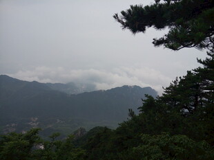 山间云雾中的葱郁树木