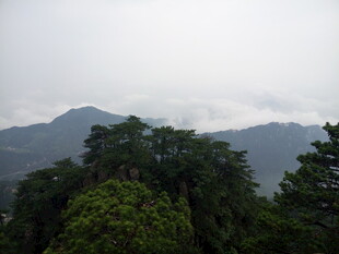 山间云雾缭绕的葱郁树林