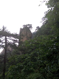 黄山奇峰绿树景观