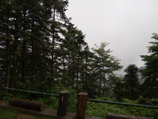 山林景致 绿意盎然