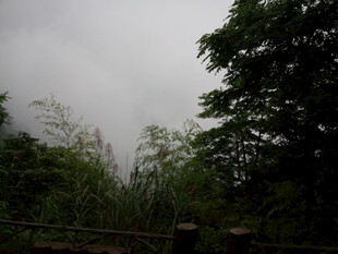 云雾缭绕的山林景致