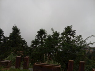 阴天中的绿植与围栏