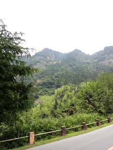 山间公路旁的葱郁景致