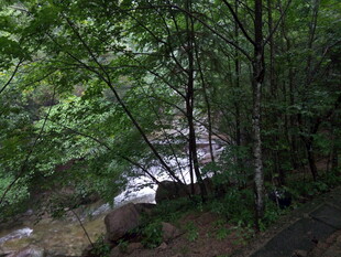 林间溪流 静谧自然之景