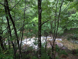 林间溪流 绿意盎然的景致