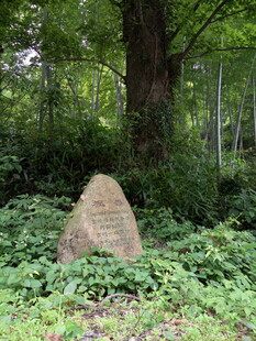 林间石碑被绿植环绕