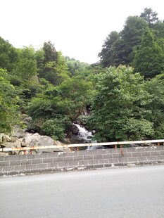 山间溪流旁的繁茂树林