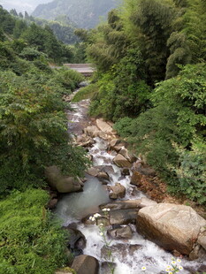 山间溪流穿林而过