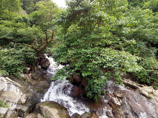 山间溪流穿林而过