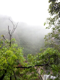 雾中山林绿意盎然