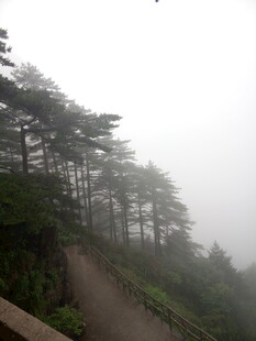 雾中蜿蜒山路 林木相伴