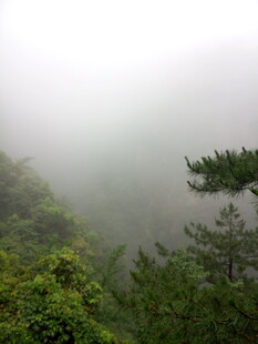 雾中葱郁山林景色