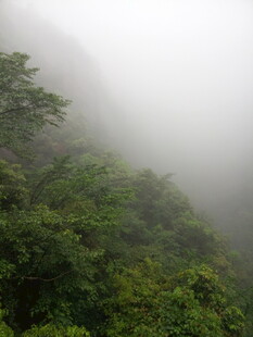 云雾缭绕的翠绿山林