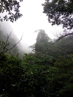 云雾缭绕的山林美景