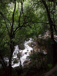 林间溪流 绿意盎然的景致