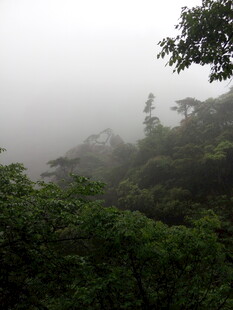 雾中葱郁山林景色