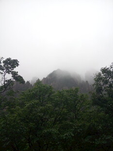 云雾缭绕的山林景观